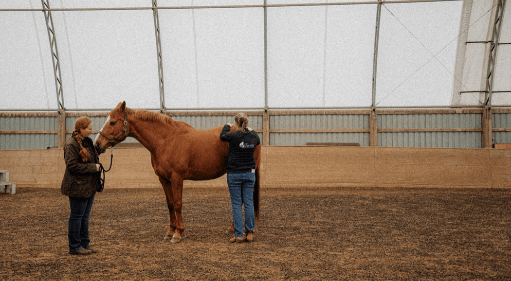Equine & Large Animal Practice Learning Lab