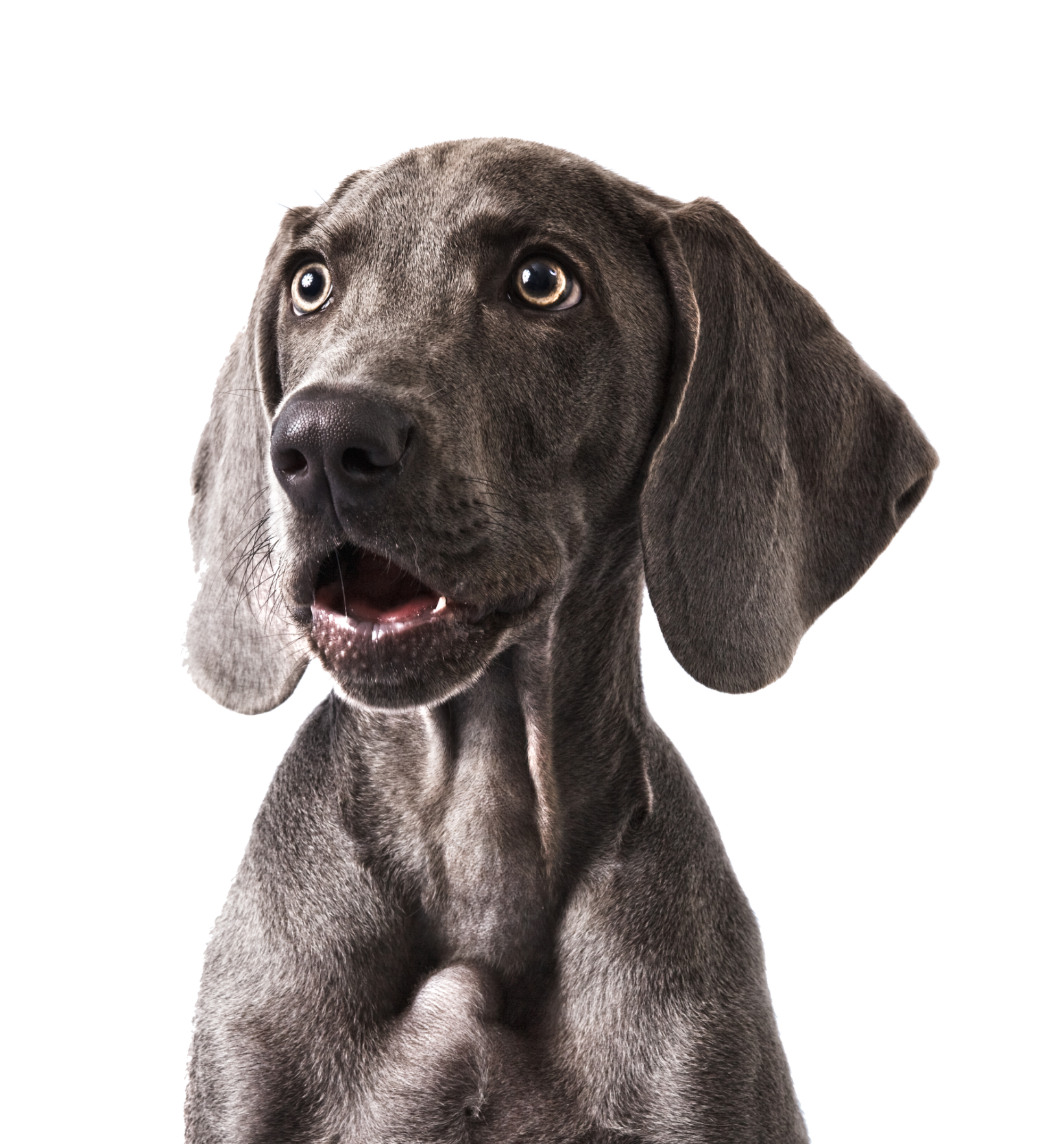 Chien heureux